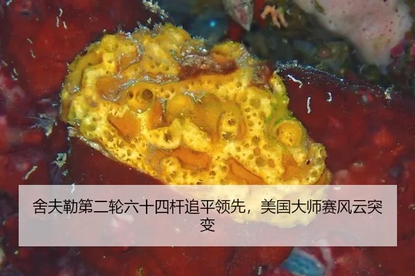 she-fu-lei-di-er-lun-liu-shi-si-gan-zhui-ping-ling-xian-mei-guo-da-shi-sai-feng-yun-tu-bian-3-857.jpg